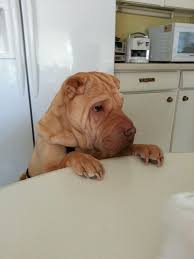 You Can Never Eat Dinner Without A Pair Of Watching Eyes On The Side Shar Pei Shar Pei Dog Shar Pei Puppies