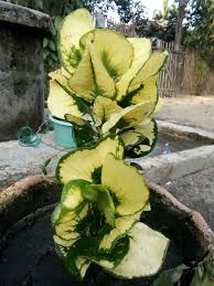 Check spelling or type a new query. Daun Bunga Tanaman Hiasan Depan Rumah Steemit