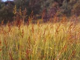 Image result for Sorghastrum stipoides