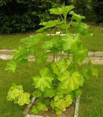 Image result for Malva verticillata
