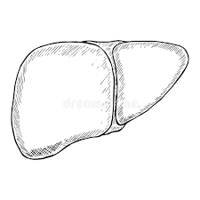 Many people with celiac disease show slightly elevated liver enzymes, though yoga anatomy core: Liver Illustration Stock Illustrations 25 304 Liver Illustration Stock Illustrations Vectors Clipart Dreamstime