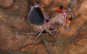 Malaysian Dead Leaf Mantis Deroplatys Lobata Threat Display Animals Beautiful Praying Mantis Dragon Flys