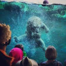 Jungle Bells Instagram Challenge 2013 Instagram Contest Instagram Challenge Jungle