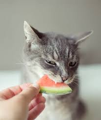 Many cats develop lactose intolerance, especially as they get older. 10 People Foods Cats Can Eat Too Mom Com