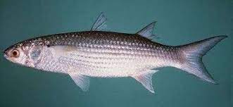 سمك السهلية وطريقة الاستزراع وطرق طهيها بالتفصيل fish food