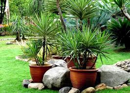 Tanaman hiasan ini sering kelihatan menghiasi taman dan bahagian dalam rumah. Pokok Hiasan Luar Rumah Desainrumahid Com