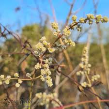 Image result for Chenolea diffusa