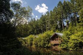 Cornwall is a favourite amongst british holidaymakers, who enjoy a wealth of attractions, the legends of king arthur, golden beaches and local produce. Fabulous Log Cabin In Woods On A Lake Review Of Forest Holidays Deerpark Cornwall Liskeard England Tripadvisor