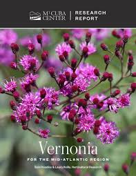 Image result for Vernonia kirkii