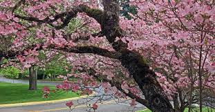 Maybe you would like to learn more about one of these? What Are The Best Trees To Plant In Portland