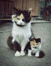 Pin By Guvenilir Oyuncu On Gatti Cute Cats Kittens Cutest Beautiful Cats
