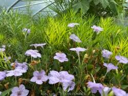 Image result for Ruellia praetermissa