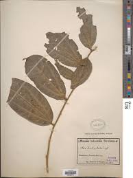 Image result for Olax pentandra