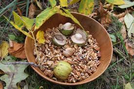A round nut, 1.25 to 2 long, ovoid or slightly narrowed to a short stalk at the base, enclosed in a thin husk 0.1 to 0.2 thick that splits to the middle. Gardener Hickory Trees A Wisconsin Native Home Garden Wiscnews Com