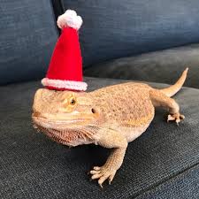 Let our bearded dragon lighting guide answer all of your temperature, setup, and product questions plus so much more for the perfect habitat! Santa Hat Explore Tumblr Posts And Blogs Tumgir