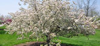 Maybe you would like to learn more about one of these? The Many Benefits Of Growing Crab Apples
