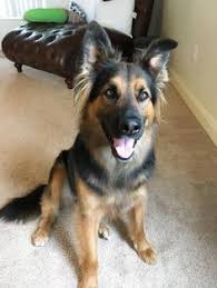 Black And Silver German Shepherd Puppies For Sale In Nc Check Out Truman Cl On Petfinder Https Www Petfinder Com Petdetail 37199212 Dog Search German Shepherd Dogs Shepherd Dog