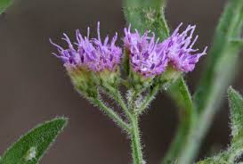 Image result for Litogyne gariepina