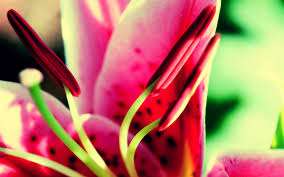 Free Download Flower Nature Wallpapers Hd Wallpapers 1920x1200 For Your Desktop Mobile Tablet Explore 75 Nature Flower Wallpaper Free Flowers Wallpapers Flower Wallpaper For Computer Free Flower Wallpaper Backgrounds If not, make sure you check out the other categories as well. free download flower nature wallpapers
