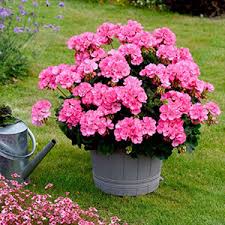 Maybe you would like to learn more about one of these? Flower Plants Flower Plugs Dobies
