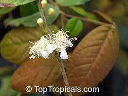 Image result for Aristida stipitata