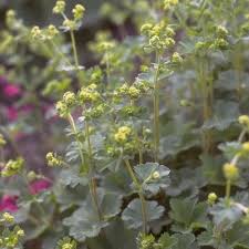 Image result for Alchemilla johnstonii