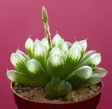Maybe you would like to learn more about one of these? Haworthia Cooperi Var Pilifera Suculentas Plantas