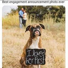 27 Dog Memes For When You Need That Daily Cute Fix Cute Engagement Announcements Engagement Announcement Dog Memes