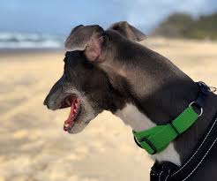 They are social dogs that will become stressed if left alone for long periods of time. Greyhound Adoption Program