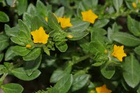 Image result for Euploca katangensis