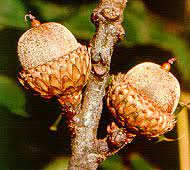 Free shipping on orders over $99 with arrive alive guarantee from the tree center. What Tree Is It Oplin