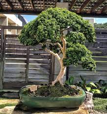 At the visitor center, guests can view a film about the history of the area, follow the. The Bonsai Collection At The Monastery Of The Holy Spirit Conyers Georgia Adam S Art And Bonsai Blog