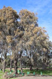 Image result for Casuarina verticillata