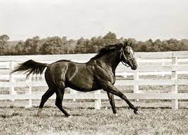 Select from premium argentina horse of the highest quality. Argentina S Stallions Carry North American Influences Bloodhorse