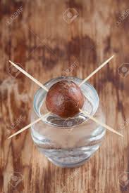 Also, supposedly the fruit doesn't. Avocado Seed In Glass With Water First Growth Stage Of Avocado Plant Stock Photo Picture And Royalty Free Image Image 21085567