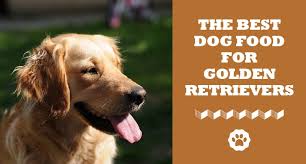 Read on to see our top picks for the best golden retriever food and dog food for golden retriever puppies. The Ultimate List Best Dog Food For Golden Retriever