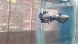 We did not find results for: Ikan Cupang Putih Harganya Mahal Tapi Perawatannya Susah G