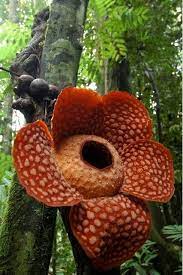 Pin On Plants That Amaze Me