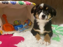 Toy australian shepherds are often described as perpetual puppies due to their small size, playful personality, and easygoing nature. Miniature Australian Shepherd Dog Male Black Tan White 2736003 Petland Lancaster Ohio