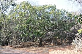 Image result for Trichilia