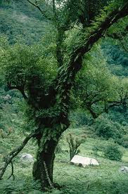 Image result for Drynaria volkensii