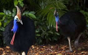 Cassowaries Dinosaur Birds Daintree Rainforest Rainforest Animals