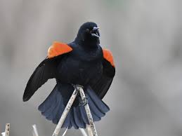 Maybe you would like to learn more about one of these? Photos Red Winged Blackbird Agelaius Phoeniceus Birds Of The World