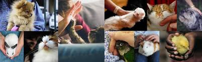 Once you have booked pet transport in canada, your top priority will be making sure your pet will be comfortable during their journey. International Freight Forwader In Dubai Freightworks