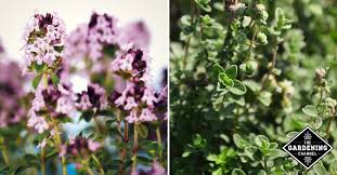 This is an encouraging stat, because but they need the right amount of water to clear out the stuff your body doesn't need. How To Grow Lemon Thyme Thymus Citriodorus Gardening Channel