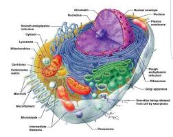 The Cell 2020 Hayvan Hucreleri Biyoloji Tibbi