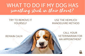I accidentally hit my dog in the head. What To Do If My Dog Has Something Stuck In His Throat
