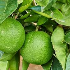 Image result for Citrus × aurantiifolia