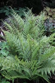 Image result for Athyrium annae