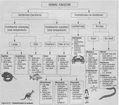Classification Of Animals Vertebrates And Invertebrates